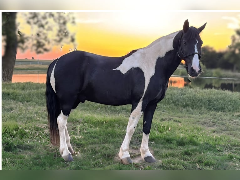 Tennessee walking horse Caballo castrado 14 años 147 cm Pío in Lawton, OK