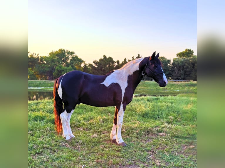 Tennessee walking horse Caballo castrado 14 años 147 cm Pío in Lawton, OK