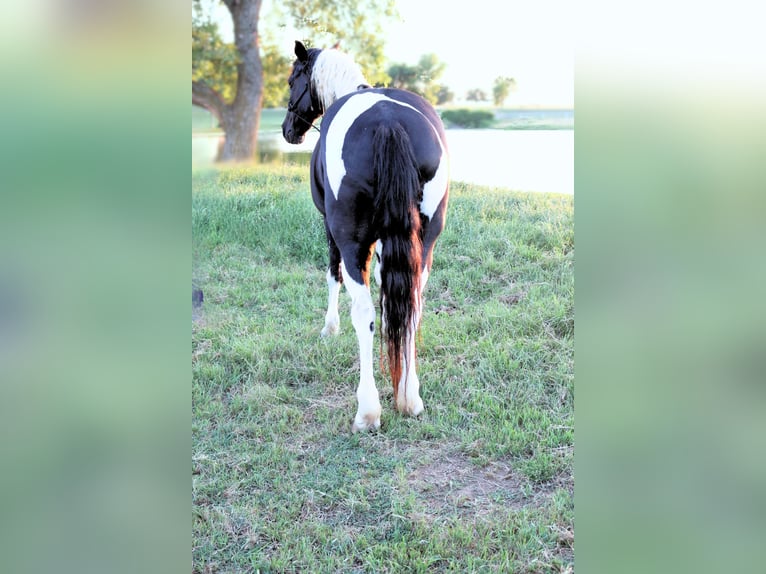 Tennessee walking horse Caballo castrado 14 años 147 cm Pío in Lawton, OK