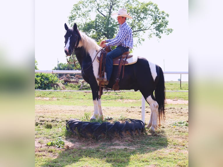 Tennessee walking horse Caballo castrado 14 años 147 cm Pío in Lawton, OK