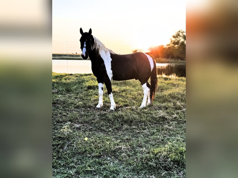 Tennessee walking horse Caballo castrado 14 años 147 cm Pío in Lawton, OK