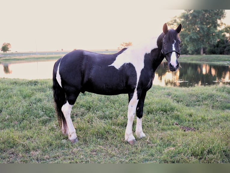 Tennessee walking horse Caballo castrado 14 años 147 cm Pío in Lawton, OK