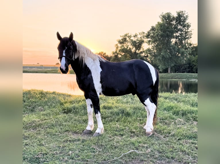 Tennessee walking horse Caballo castrado 14 años 147 cm Pío in Lawton, OK