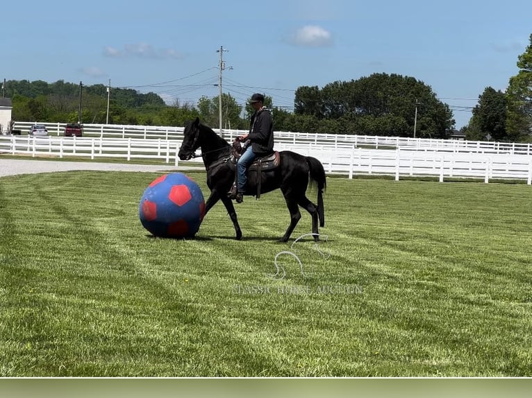 Tennessee walking horse Caballo castrado 14 años 152 cm Negro in Lewisburg,TN