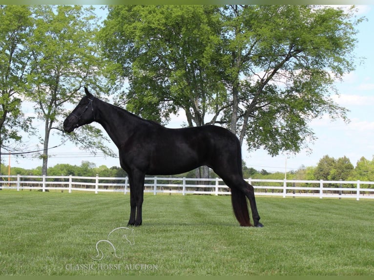 Tennessee walking horse Caballo castrado 14 años 152 cm Negro in Lewisburg,TN