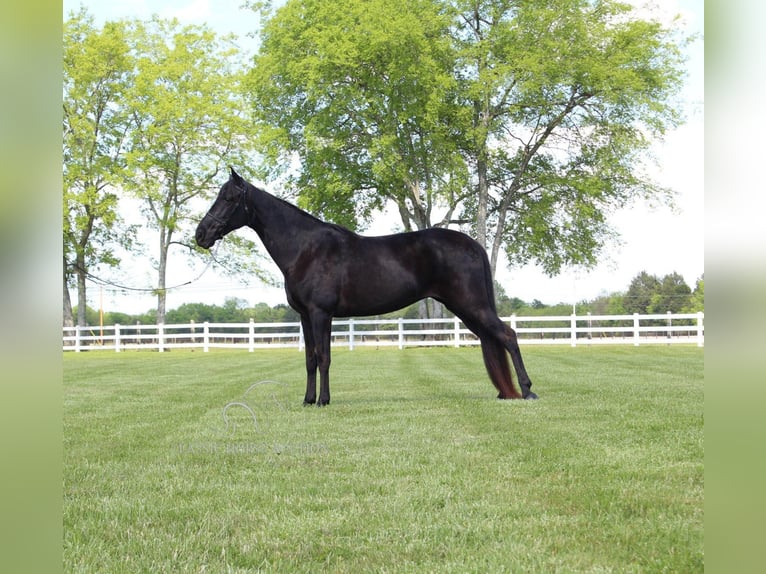 Tennessee walking horse Caballo castrado 14 años 152 cm Negro in Lewisburg,TN