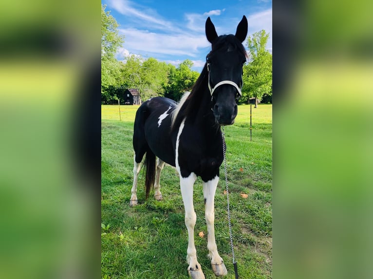 Tennessee walking horse Caballo castrado 14 años 152 cm Negro in Rockholds, KY