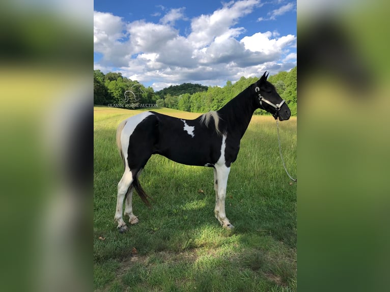 Tennessee walking horse Caballo castrado 14 años 152 cm Negro in Rockholds, KY