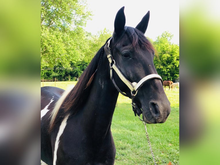 Tennessee walking horse Caballo castrado 14 años 152 cm Negro in Rockholds, KY