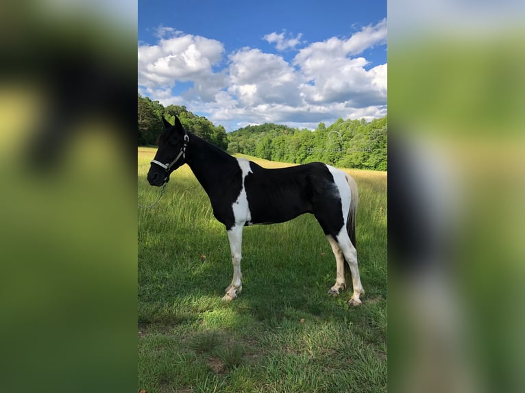 Tennessee walking horse Caballo castrado 14 años 152 cm Negro in Rockholds, KY