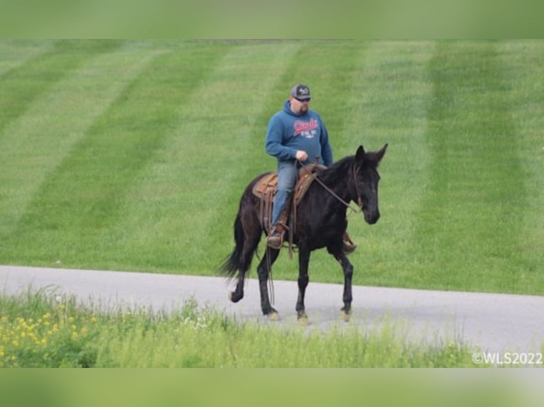 Tennessee walking horse Caballo castrado 14 años 152 cm Negro in Brooksville KY