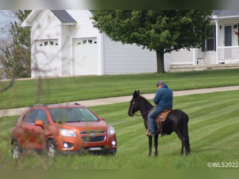 Tennessee walking horse Caballo castrado 14 años 152 cm Negro in Brooksville KY