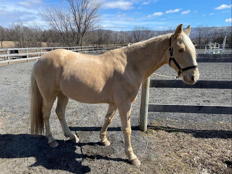 Tennessee walking horse Caballo castrado 14 años 152 cm Palomino in Ancram NY