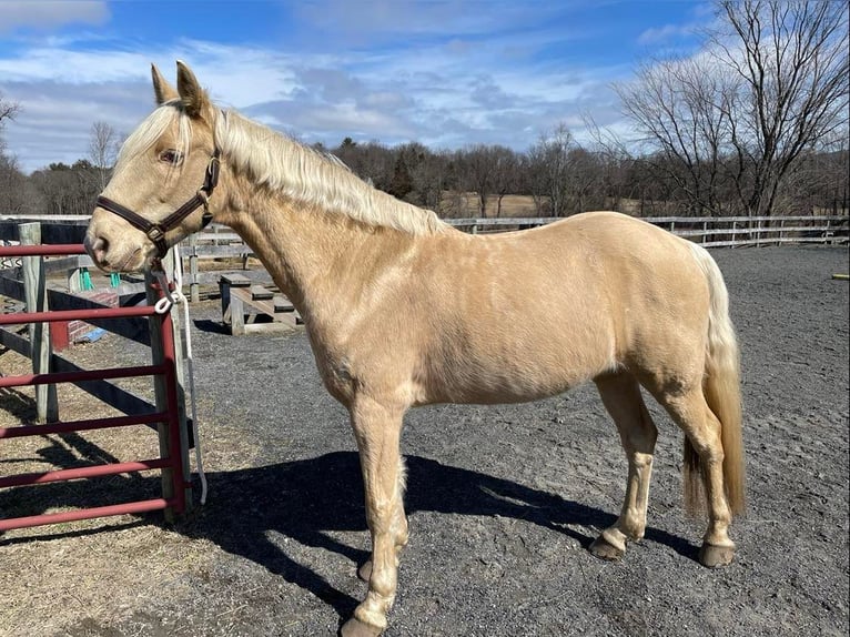 Tennessee walking horse Caballo castrado 14 años 152 cm Palomino in Ancram NY