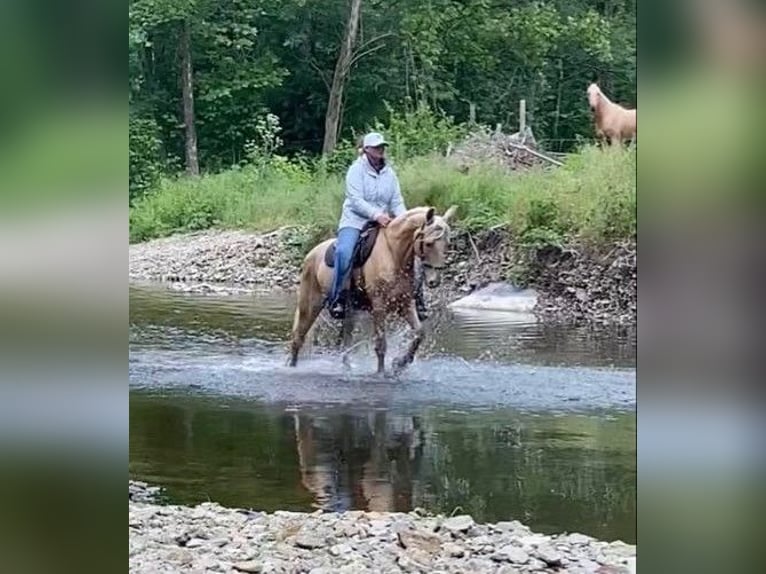 Tennessee walking horse Caballo castrado 14 años 152 cm Palomino in Ancram NY