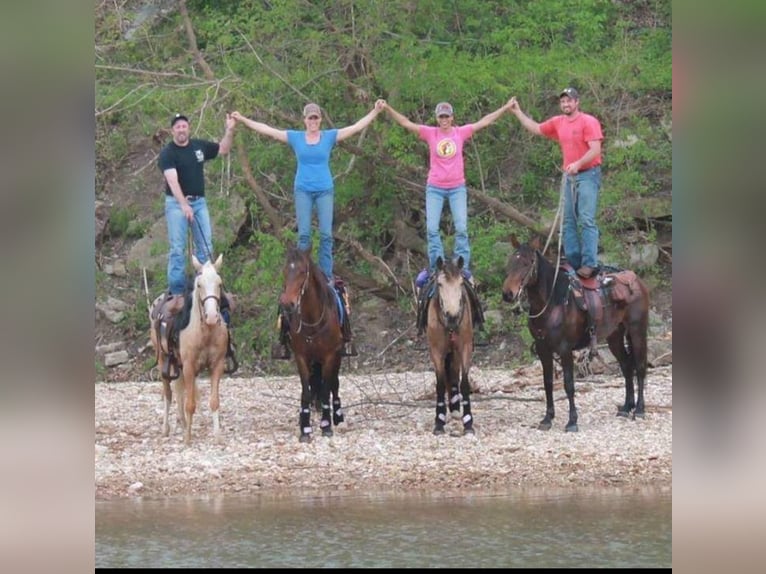 Tennessee walking horse Caballo castrado 14 años 152 cm Palomino in Pleasant HIll IA