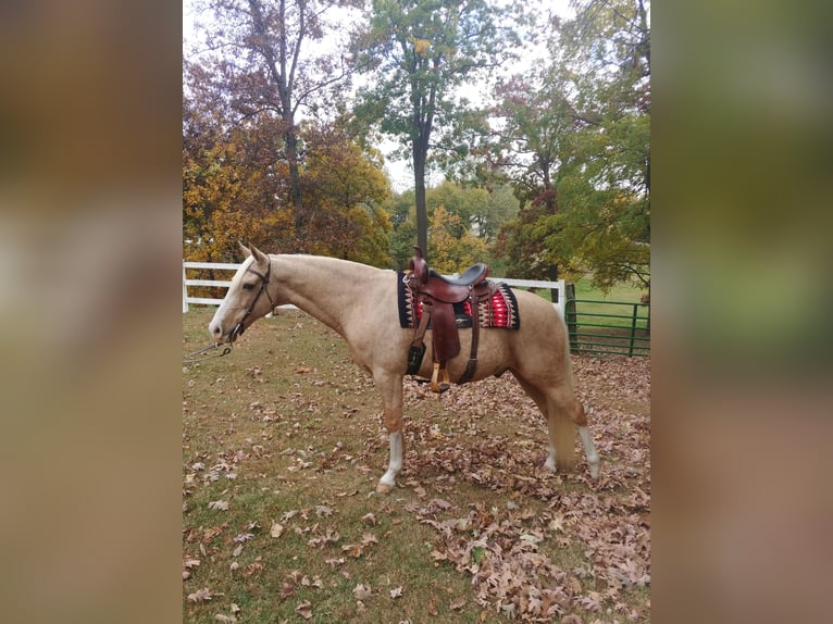 Tennessee walking horse Caballo castrado 14 años 152 cm Palomino in Pleasant HIll IA