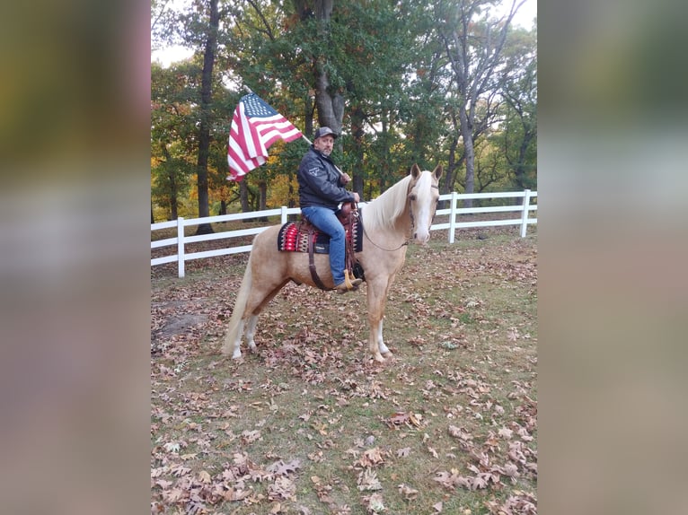 Tennessee walking horse Caballo castrado 14 años 152 cm Palomino in Pleasant HIll IA