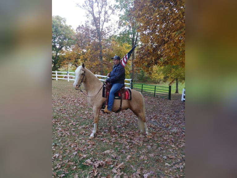 Tennessee walking horse Caballo castrado 14 años 152 cm Palomino in Pleasant HIll IA