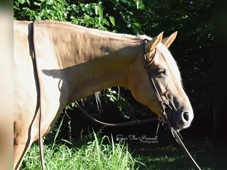 Tennessee walking horse Caballo castrado 14 años 152 cm Palomino in Van horne IA