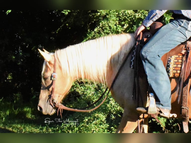 Tennessee walking horse Caballo castrado 14 años 152 cm Palomino in Van horne IA