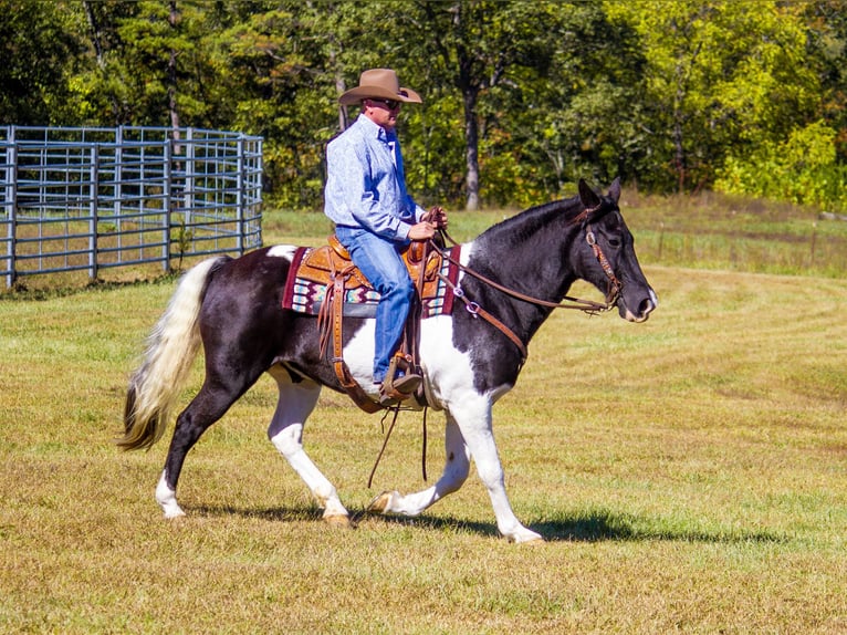 Tennessee walking horse Caballo castrado 14 años 152 cm Tobiano-todas las-capas in Mountain Grove MO