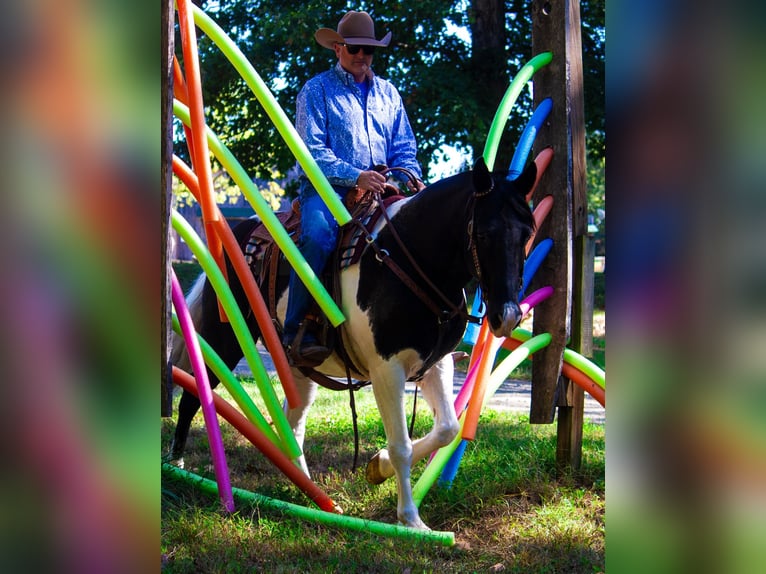 Tennessee walking horse Caballo castrado 14 años 152 cm Tobiano-todas las-capas in Mountain Grove MO