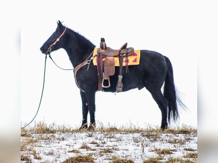 Tennessee walking horse Caballo castrado 14 años 155 cm Negro in Walkerton, IN