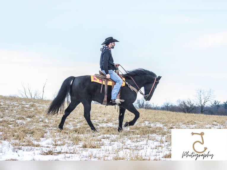 Tennessee walking horse Caballo castrado 14 años 155 cm Negro in Walkerton, IN