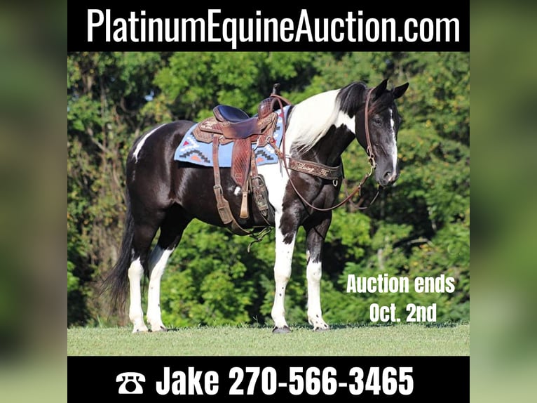 Tennessee walking horse Caballo castrado 14 años 157 cm Tobiano-todas las-capas in Jamestown KY