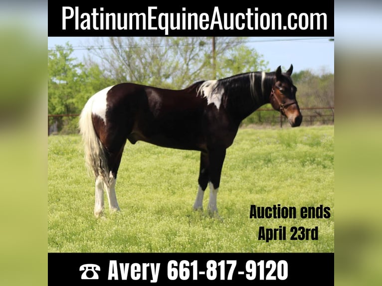 Tennessee walking horse Caballo castrado 14 años 160 cm Tobiano-todas las-capas in Stephenville TX