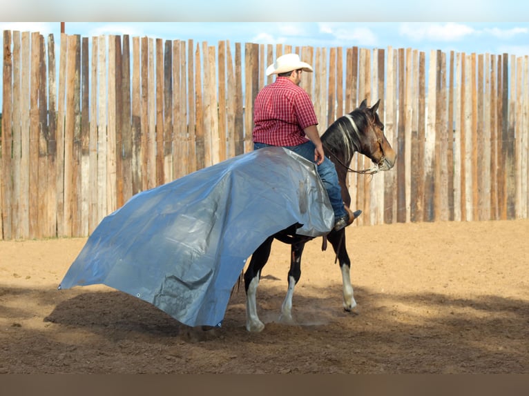 Tennessee walking horse Caballo castrado 14 años 160 cm Tobiano-todas las-capas in Stephenville TX