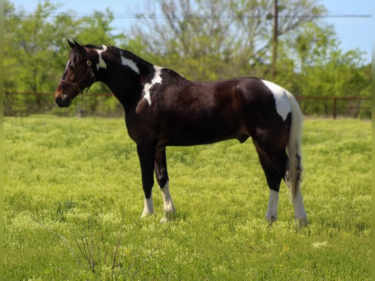 Tennessee walking horse Caballo castrado 14 años 160 cm Tobiano-todas las-capas in Stephenville TX