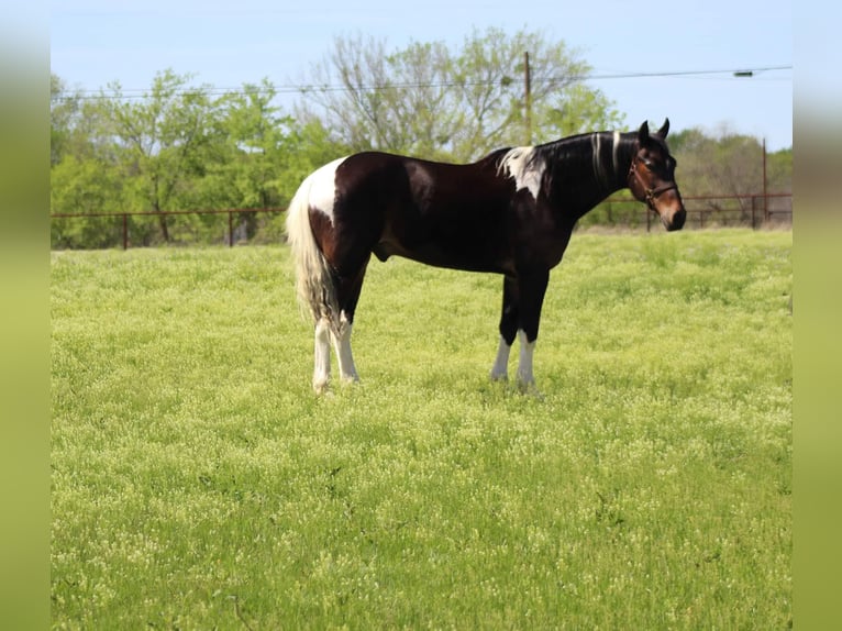 Tennessee walking horse Caballo castrado 14 años 160 cm Tobiano-todas las-capas in Stephenville TX