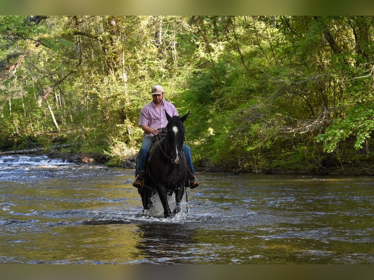 Tennessee walking horse Caballo castrado 14 años Negro in Cleveland TN