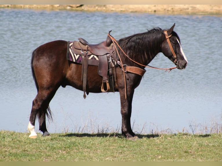 Tennessee walking horse Caballo castrado 14 años Negro in Whitley City, KY