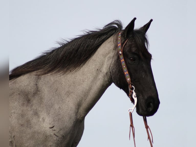 Tennessee walking horse Caballo castrado 14 años Ruano azulado in Brodhead KY