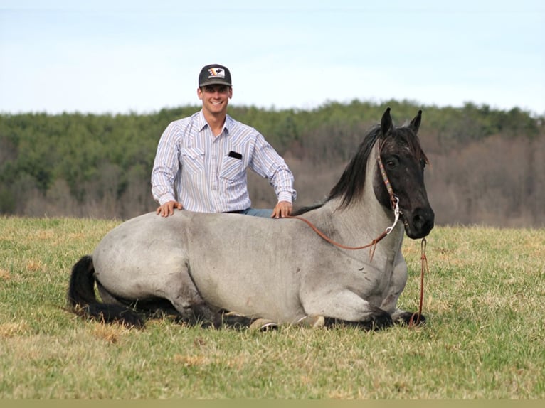 Tennessee walking horse Caballo castrado 14 años Ruano azulado in Brodhead KY