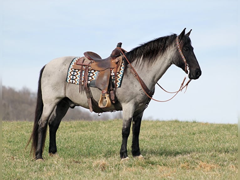 Tennessee walking horse Caballo castrado 14 años Ruano azulado in Brodhead KY