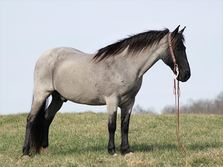 Tennessee walking horse Caballo castrado 14 años Ruano azulado in Brodhead KY