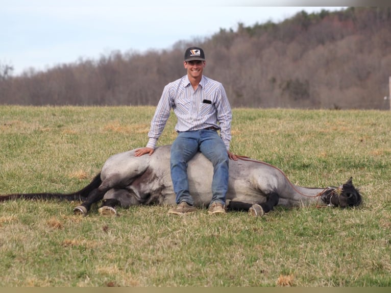 Tennessee walking horse Caballo castrado 14 años Ruano azulado in Brodhead KY