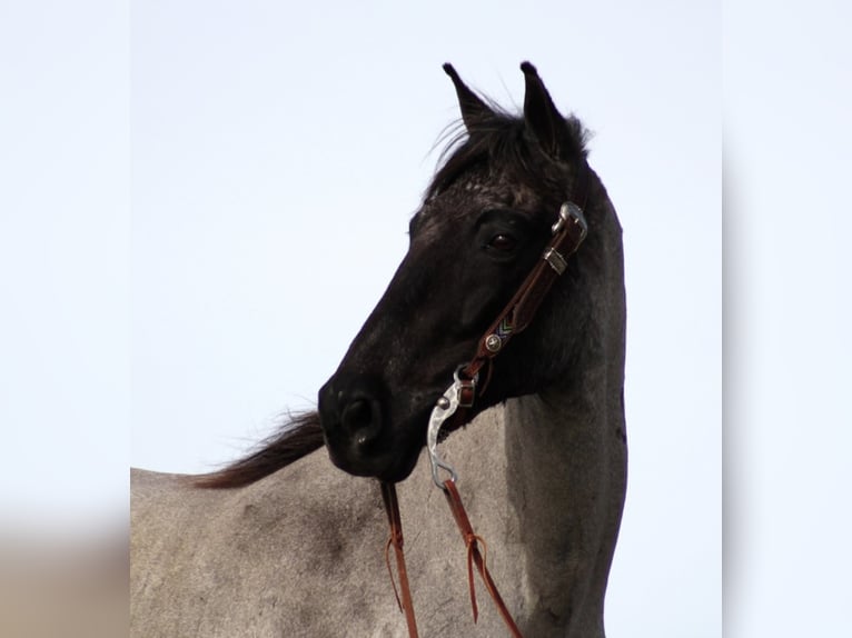 Tennessee walking horse Caballo castrado 14 años Ruano azulado in Brodhead KY