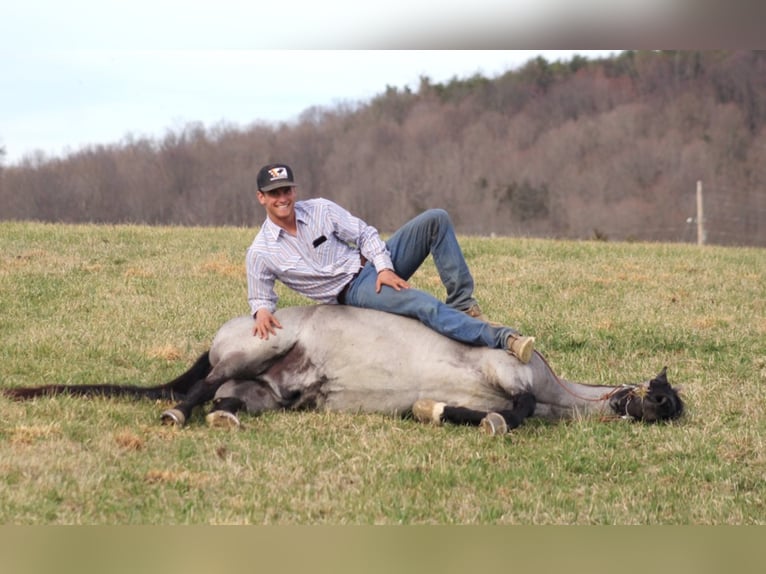 Tennessee walking horse Caballo castrado 14 años Ruano azulado in Brodhead KY