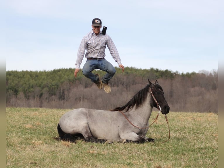 Tennessee walking horse Caballo castrado 14 años Ruano azulado in Brodhead KY