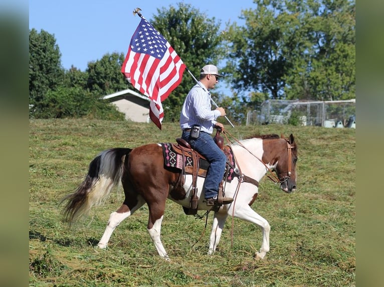 Tennessee walking horse Caballo castrado 14 años Tobiano-todas las-capas in Whitley City KY
