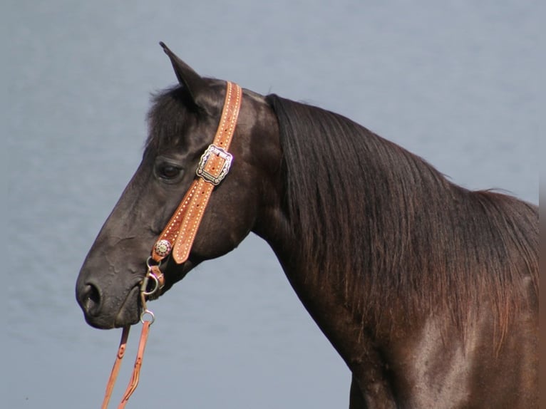 Tennessee walking horse Caballo castrado 14 años Tobiano-todas las-capas in Whitley ciity KY