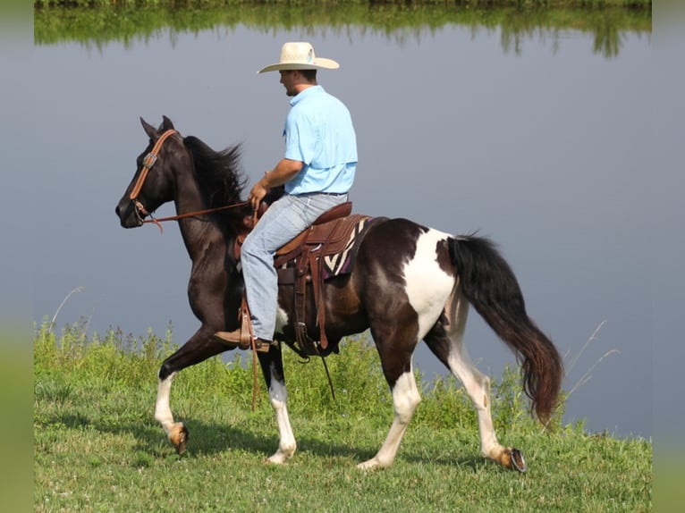 Tennessee walking horse Caballo castrado 14 años Tobiano-todas las-capas in Whitley ciity KY