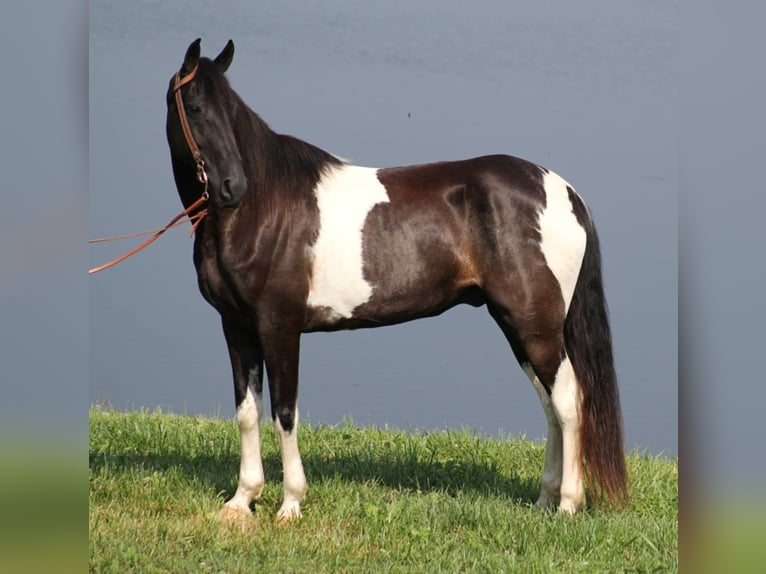 Tennessee walking horse Caballo castrado 14 años Tobiano-todas las-capas in Whitley ciity KY