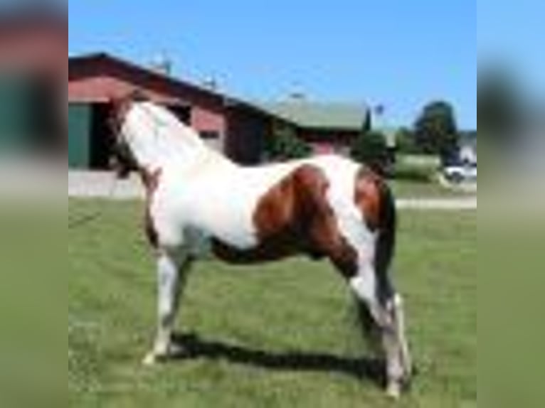 Tennessee walking horse Caballo castrado 15 años 142 cm Tobiano-todas las-capas in Lewisburg, TN