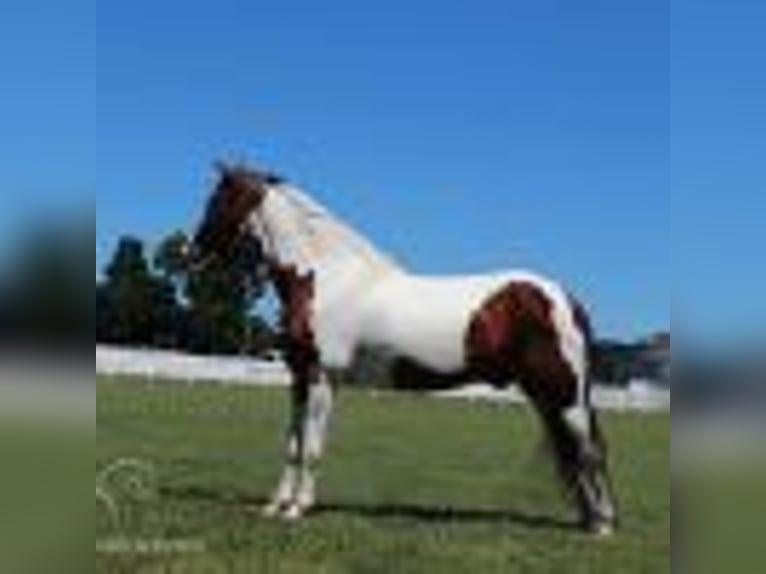 Tennessee walking horse Caballo castrado 15 años 142 cm Tobiano-todas las-capas in Lewisburg, TN